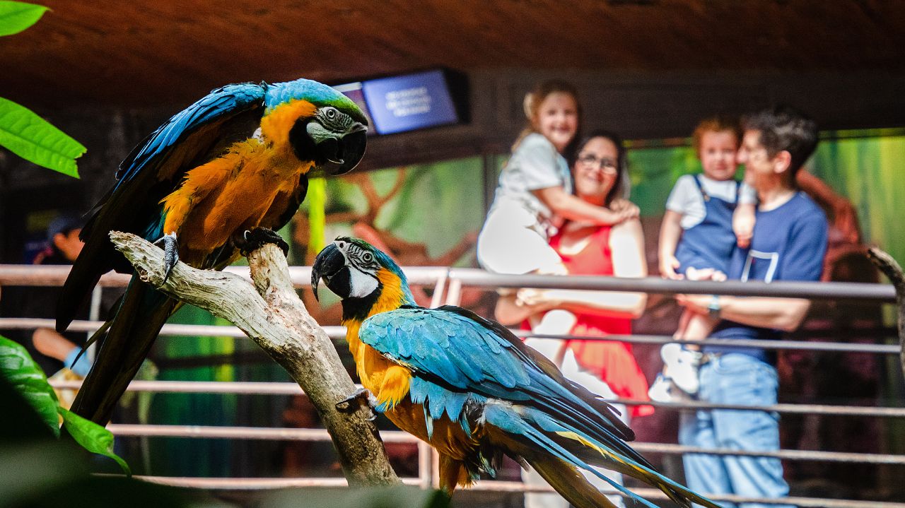 Entradas a Faunia con Wallet