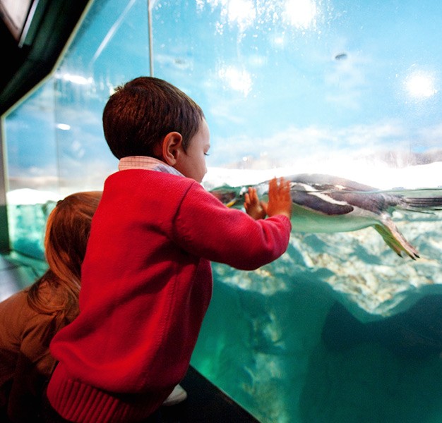 Campamentos de Navidad