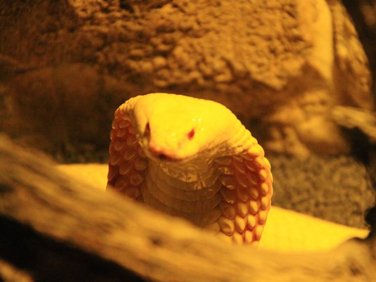 Cobra albina de monóculo