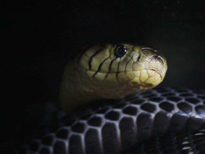 Cobra blanquinegra