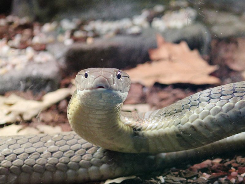 Serrado Sabueso comer Conoce al Mocasin Cabeza de Cobre | Faunia