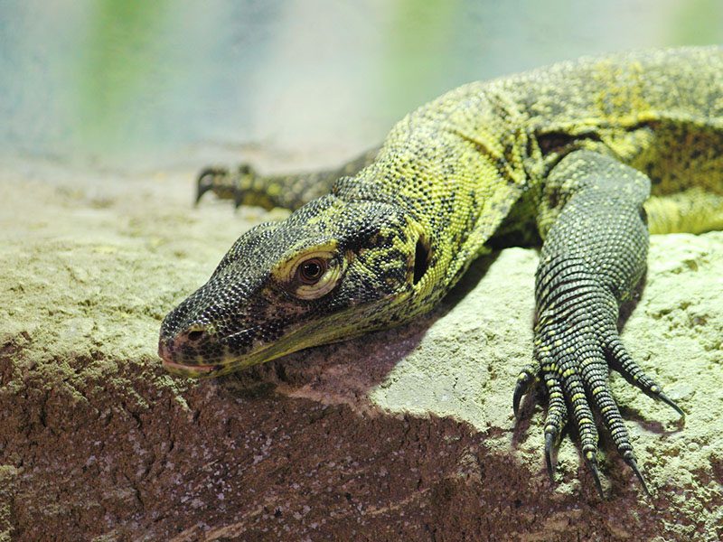 Dragón de Komodo