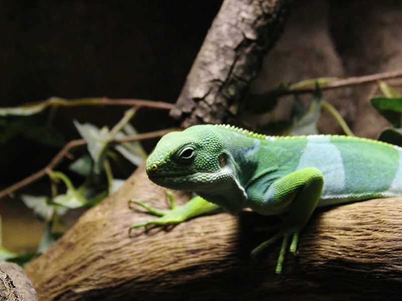 Iguana de las Fiji