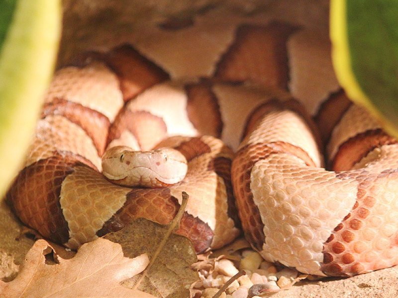 Mocasín cabeza de cobre