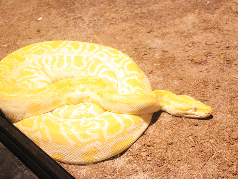 Piton India | Faunia