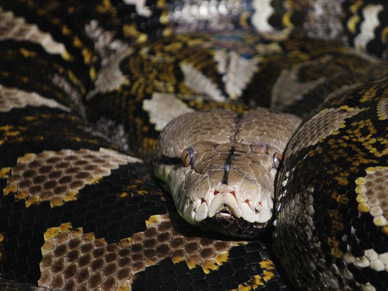 Pitón reticulada