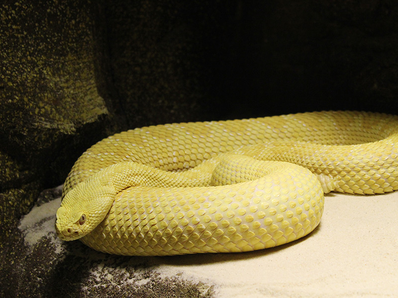Serpiente cascabel Faunia, el de Naturaleza