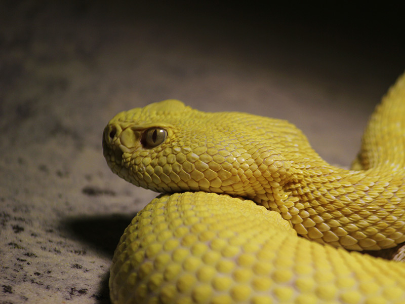bloquear Generalizar Colgar Serpiente cascabel | Faunia, el Parque Temático de la Naturaleza
