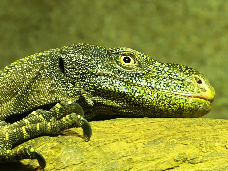 Dragon de Komodo | Faunia, Parque Temático de la Naturaleza