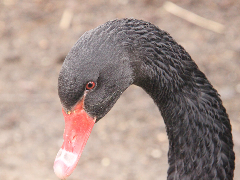 Sede Oficial católico Cisne Negro | Faunia