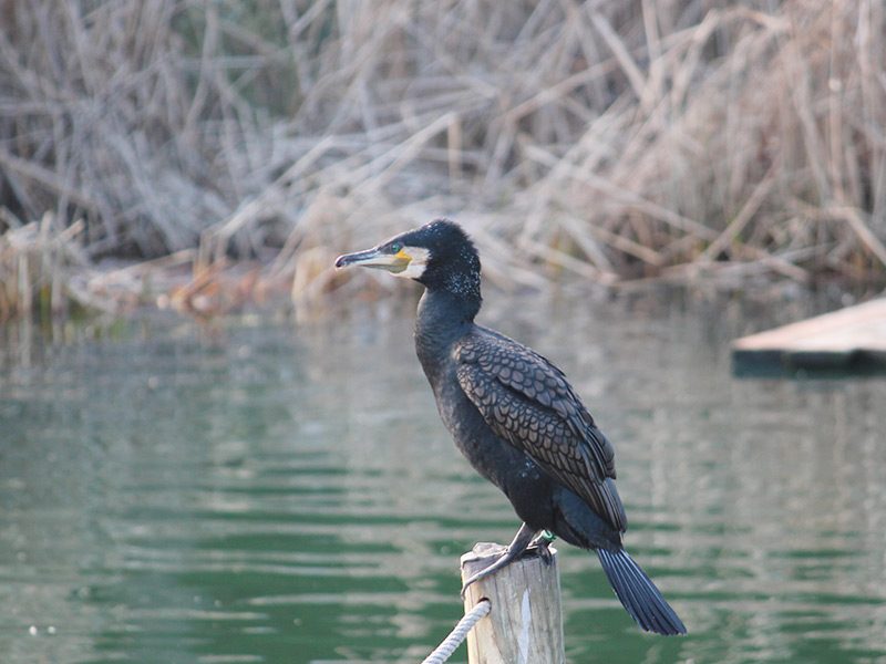 Cormorán grande