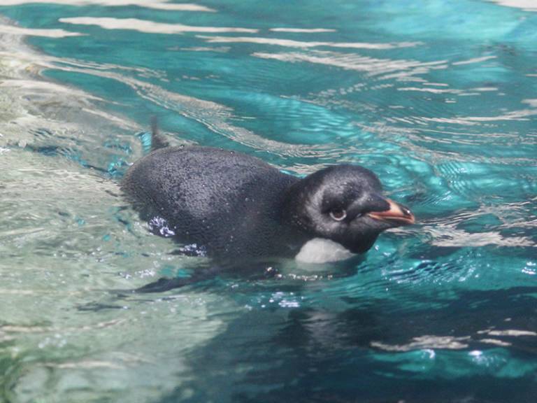 Pingüino adelia