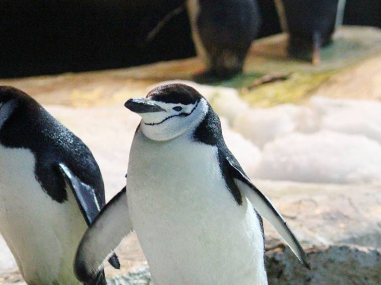 Pingüino barbijo