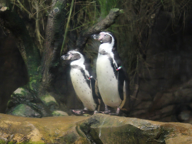 Pinguino-de-Humboldt