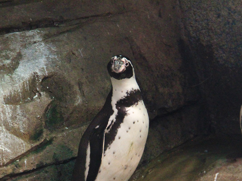 Pinguino-de-Humboldt