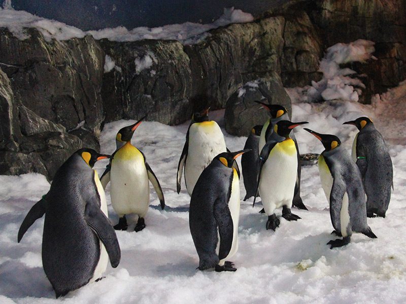 Ecosistema Polar en Faunia