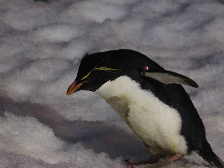 Pingüino saltarrocas
