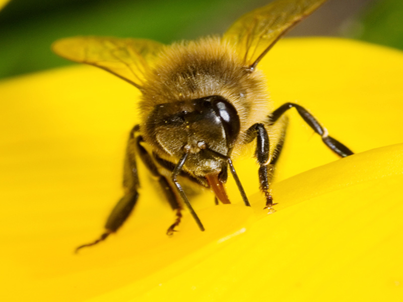 Cómo hacen la miel las abejas - Descubre el proceso que hacen