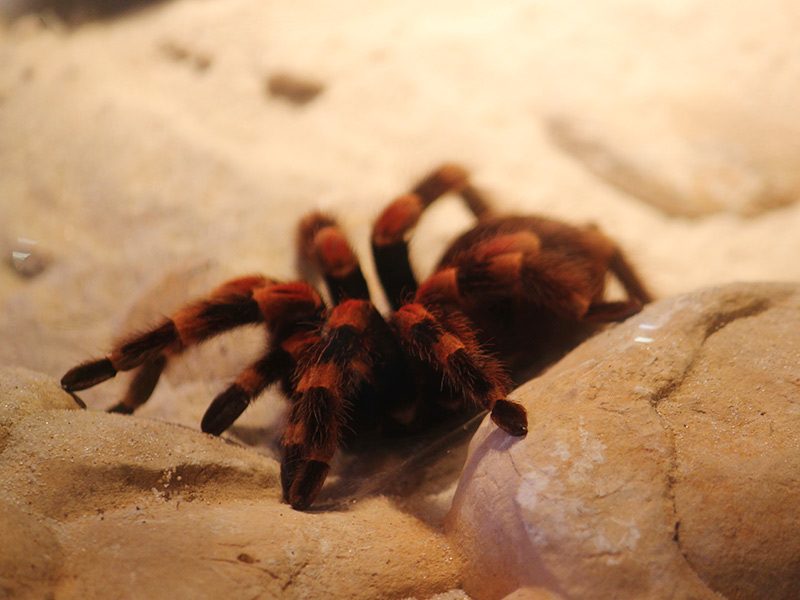 Araña de patas rojas