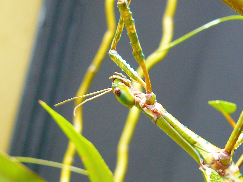 Ven a conocer al Insecto Palo Gigante | Faunia