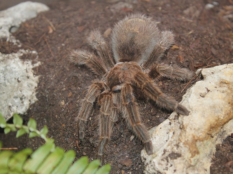 Tarántula roja de Brasil