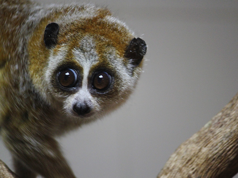 Loris Pigmeo | Faunia Loris Pigmeo | Faunia