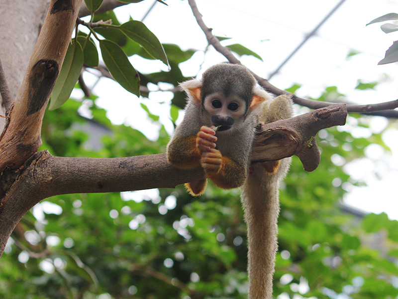 Perjudicial Tormenta Andes Conoce al Mono Ardilla Amarillo o Saimiri | Faunia