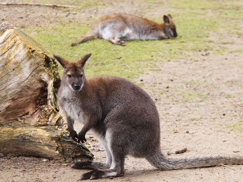 Foto Fascinante De Un Adorable Canguro Wallaby Con Un Bebé En La Bolsa