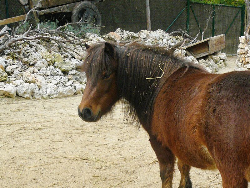 Falabella