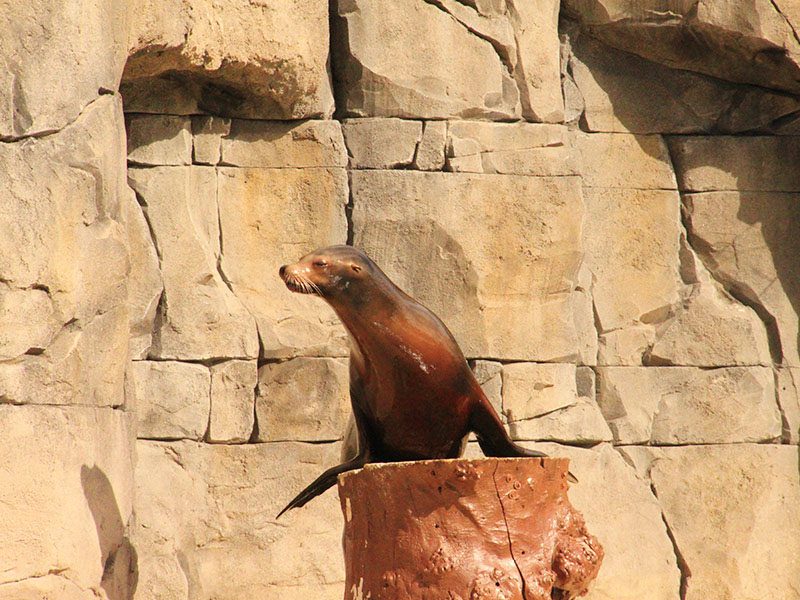 León marino californiano