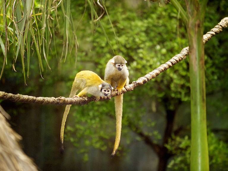 Mono ardilla amarillo/Saimiri