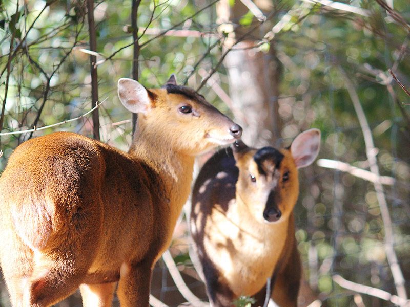 Muntjac