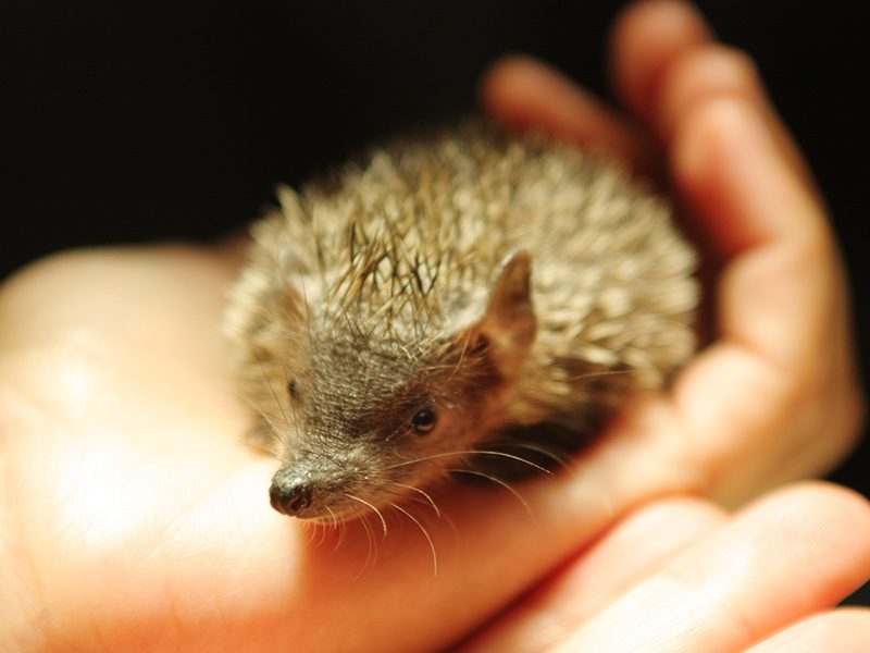 Tenrec