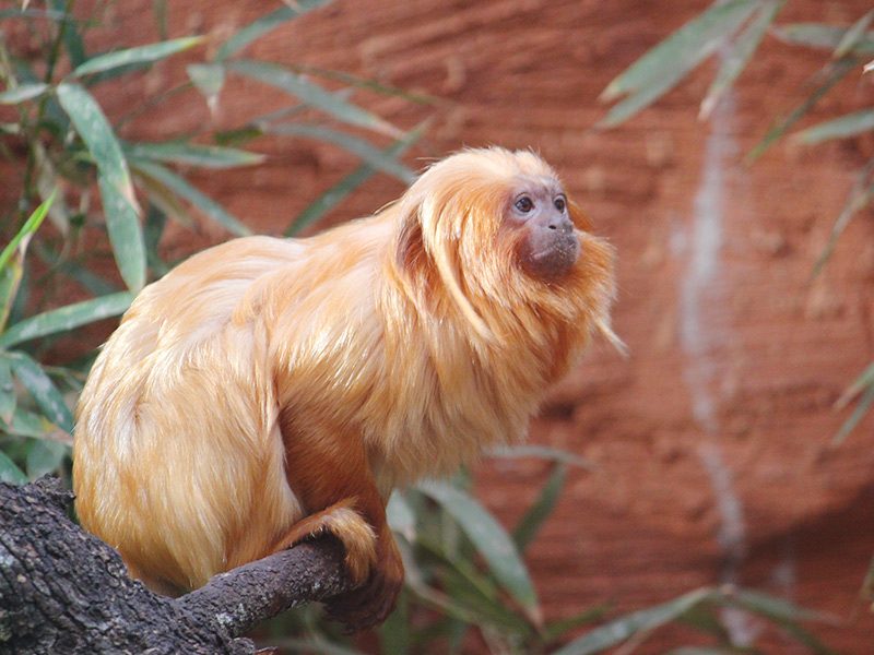 Tití león dorado