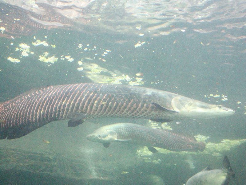 Arapaima o Pirarucú