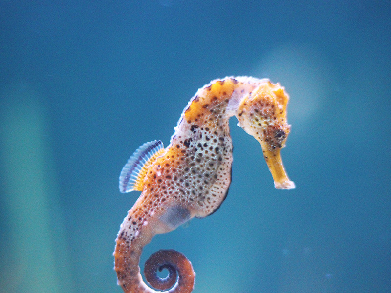 Caballo en el mar