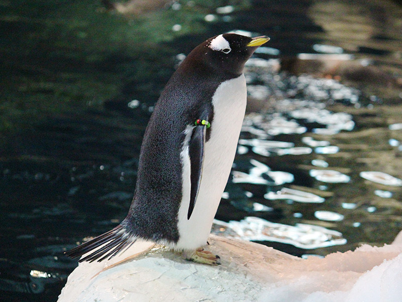 Charla didáctica pingüinos