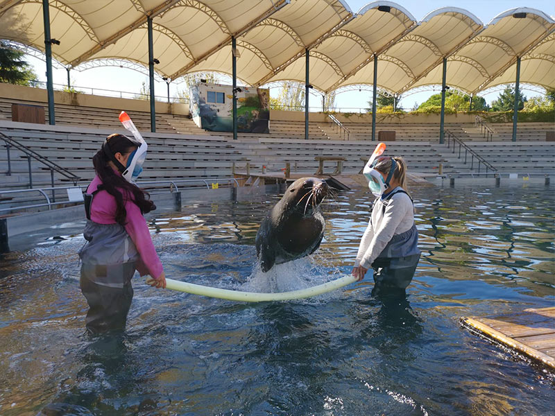 Entre osos marinos