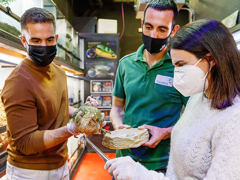 Escuela de reptiles