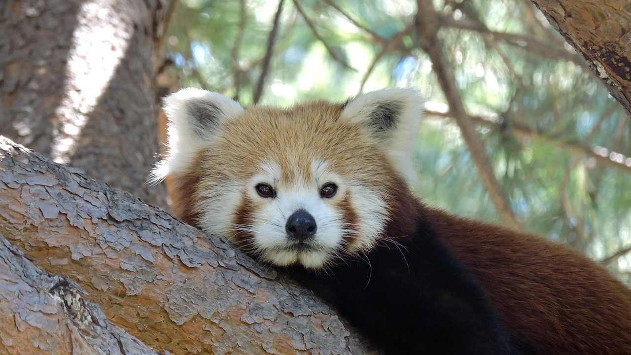 Faunia, el Parque de Animales en Madrid - ¡Mucho más que un Zoo!