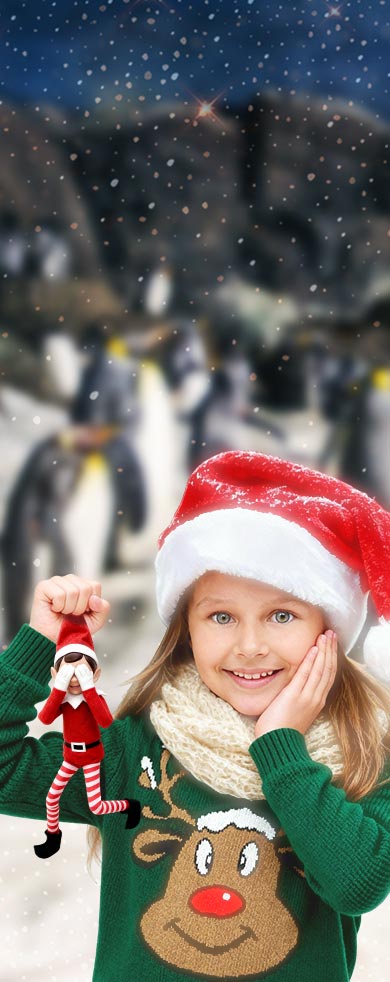 Disfruta de la Navidad en Faunia