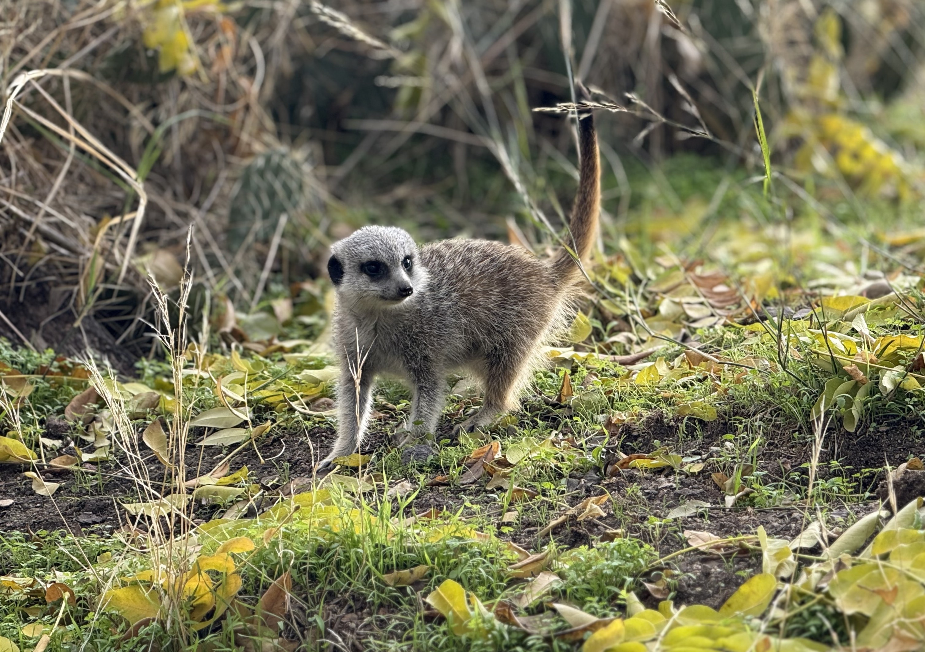 Faunia Crias Suricata