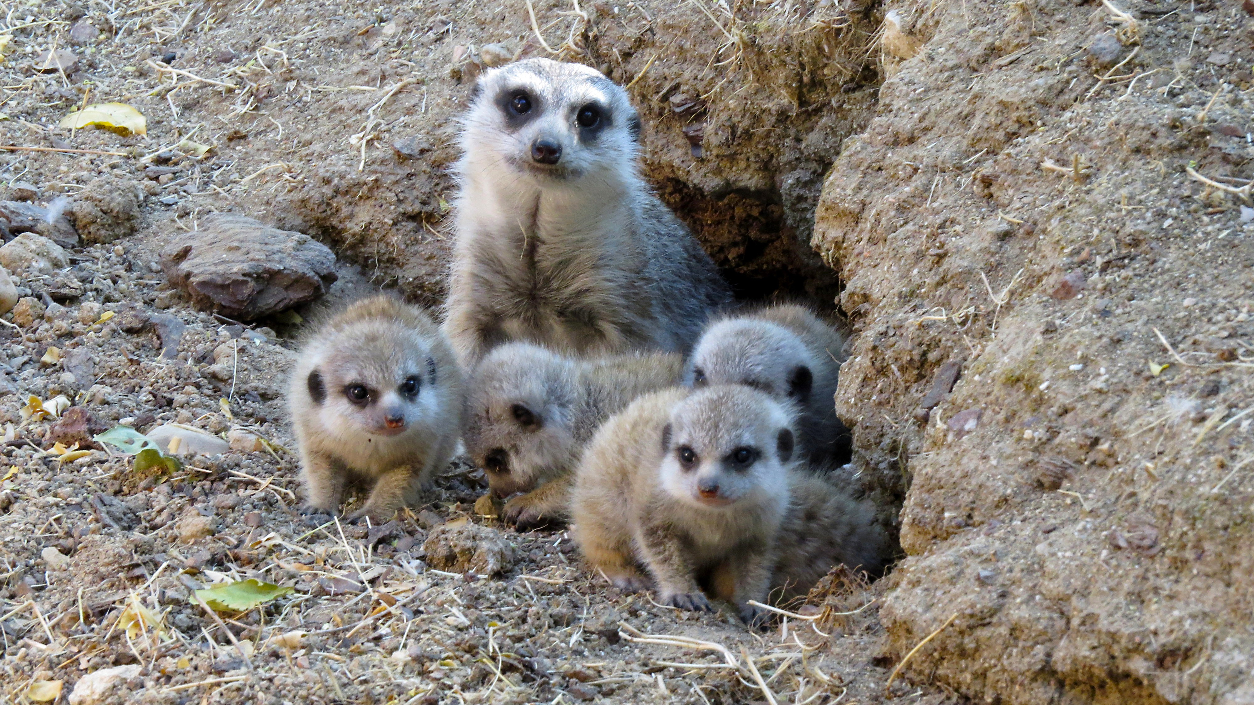 Faunia Crias Suricata