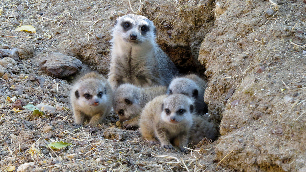 Nuevas crias de suricata en Faunia
