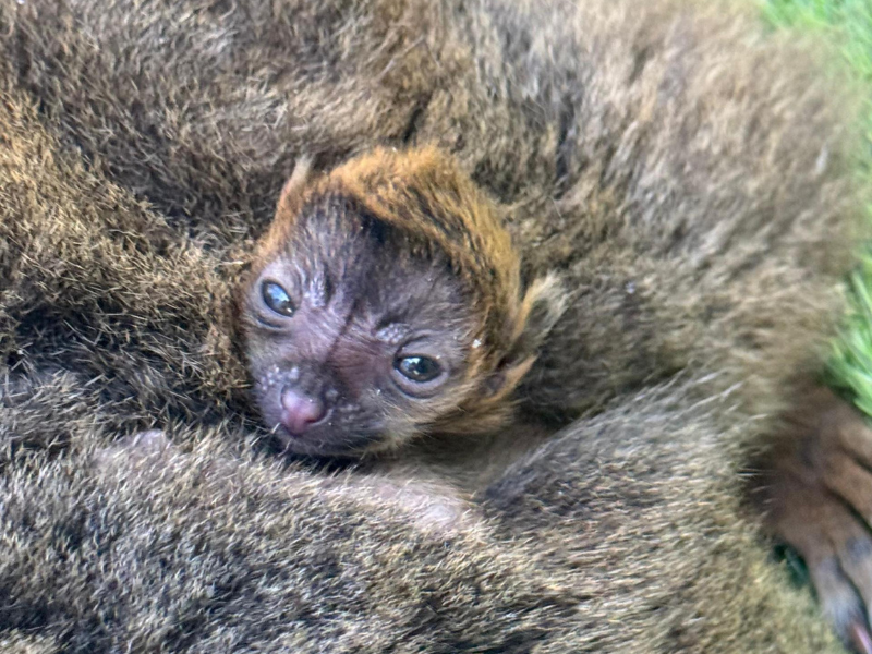 Crias de lemur en faunia