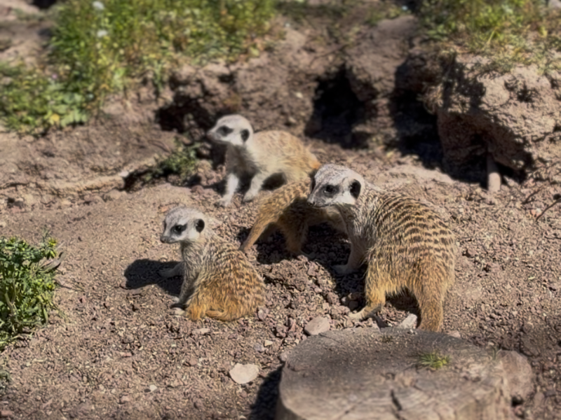 Crías de suricata en Faunia