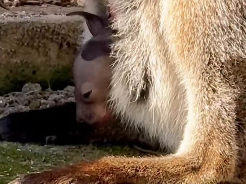 Cria de Wallaby en Faunia