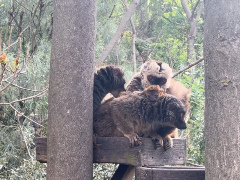 Crias de lemur en faunia