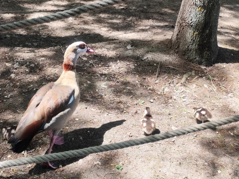 Crías de patos en Faunia