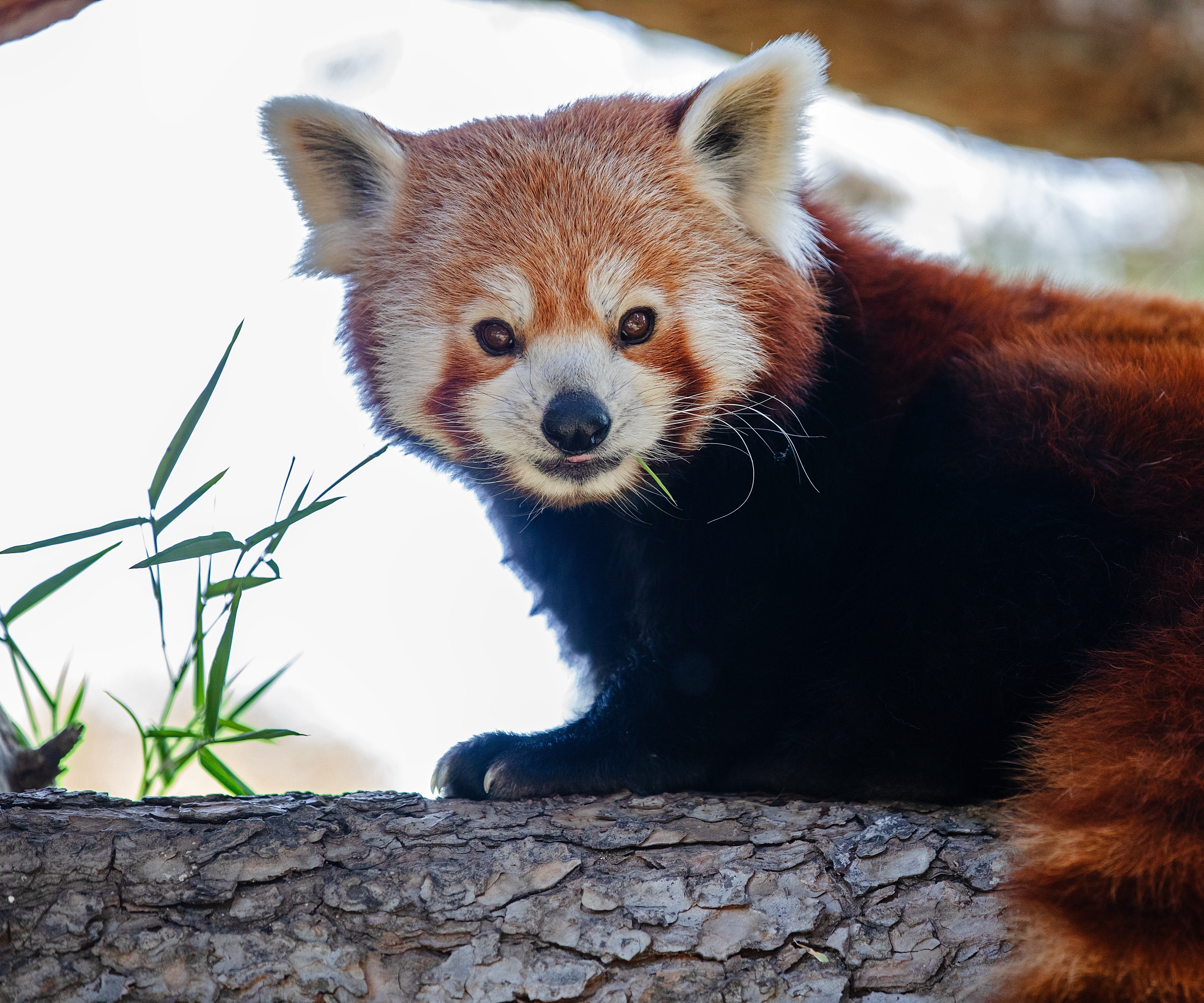 Faunia Crias Suricata